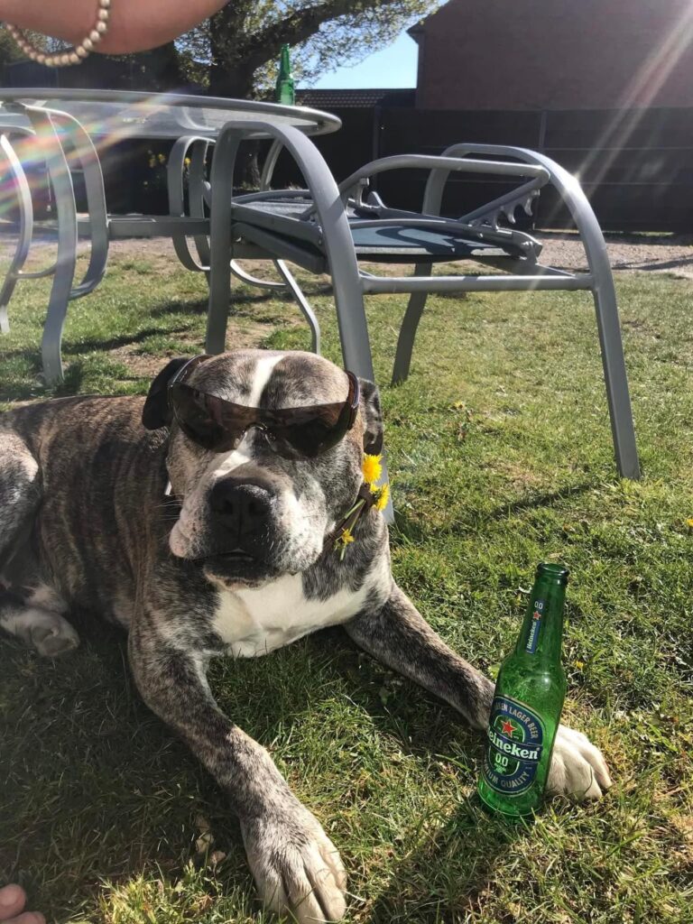 Oscar, the dog behind Oscar's Dog Grooming Service, Gloucester